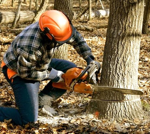 Tree Removal in Haywood, WV